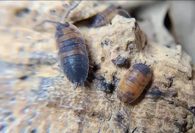 plant/Porcellio scaber "Lavas" 12ct isopods-3-thumbnail