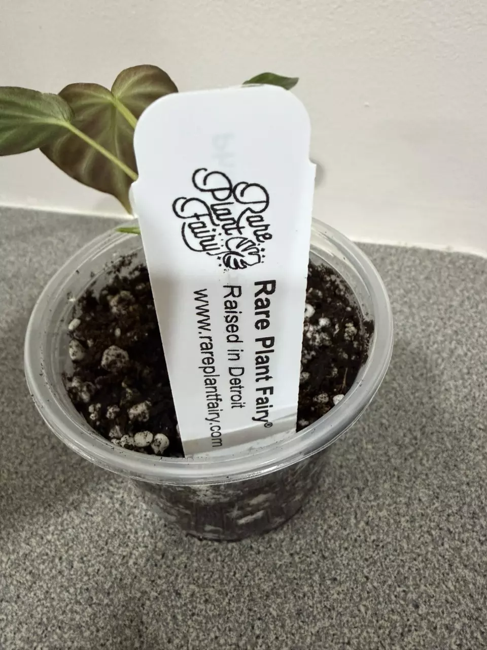 plant/Philodendron Verrucosum Variegated-5