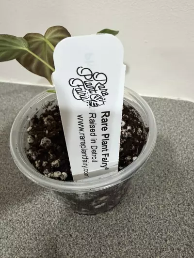 plant/Philodendron Verrucosum Variegated-5-thumbnail