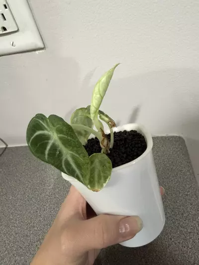 plant/Alocasia Black Velvet Ninja Albo-2-thumbnail