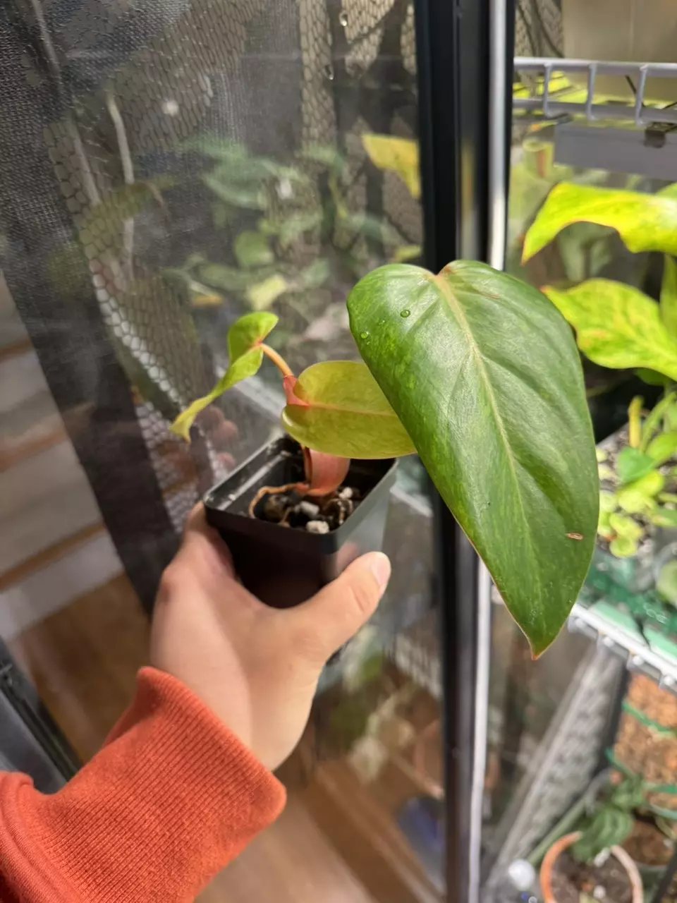 plant/Painted Lady Philodendron - Top Cut-2