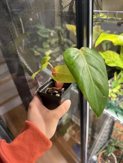 plant/Painted Lady Philodendron - Top Cut-2-thumbnail
