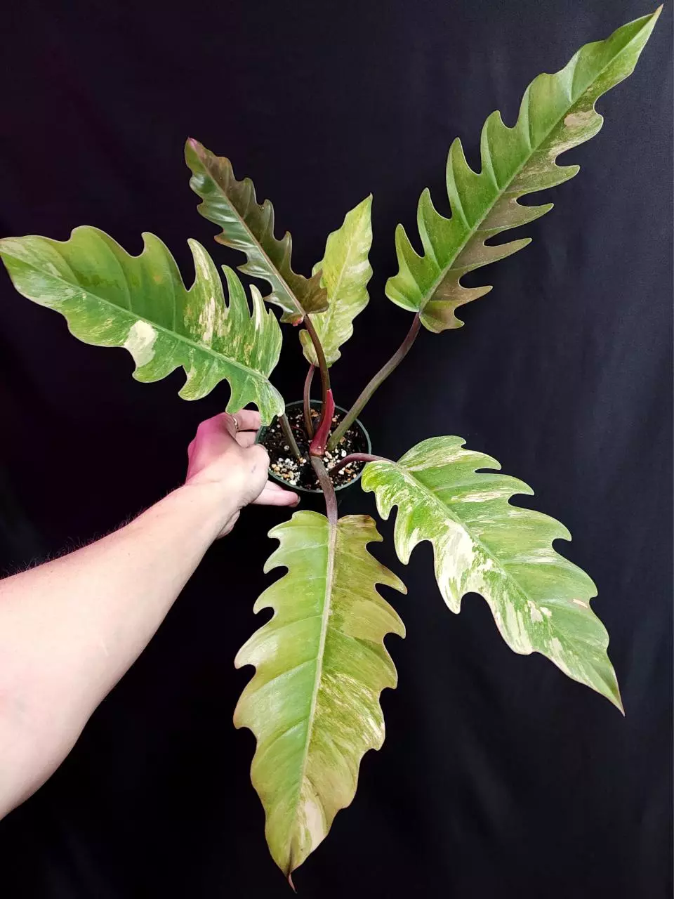 plant/Philodendron Carmel Marble-1