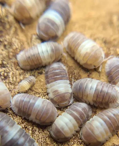 plant/Cubaris "Panda King" 12ct isopods-2-thumbnail