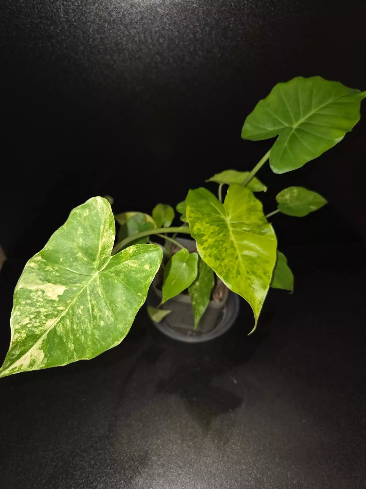 plant/Alocasia Gageana Aurea +5 pups!-0