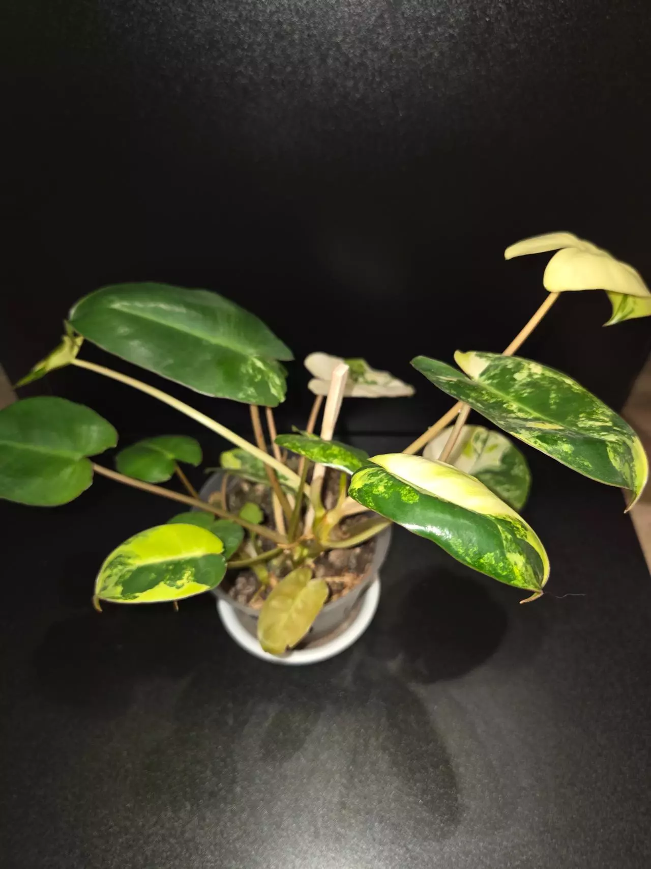 plant/Burle Marx Philodendron Variegated-1