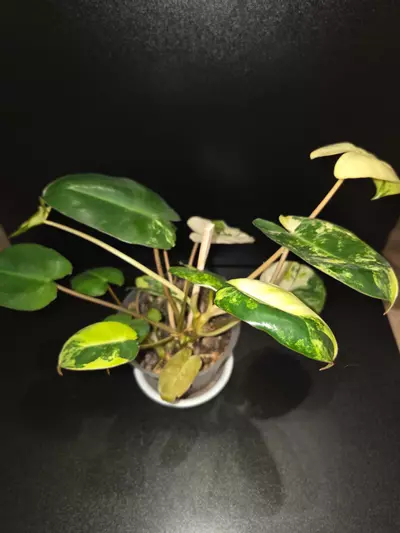 plant/Burle Marx Philodendron Variegated-1-thumbnail