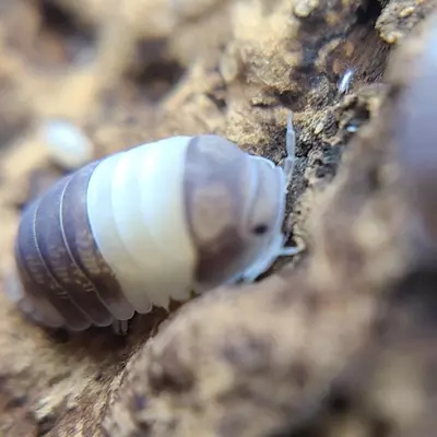 plant/Cubaris "Panda King" 12ct isopods-3-thumbnail