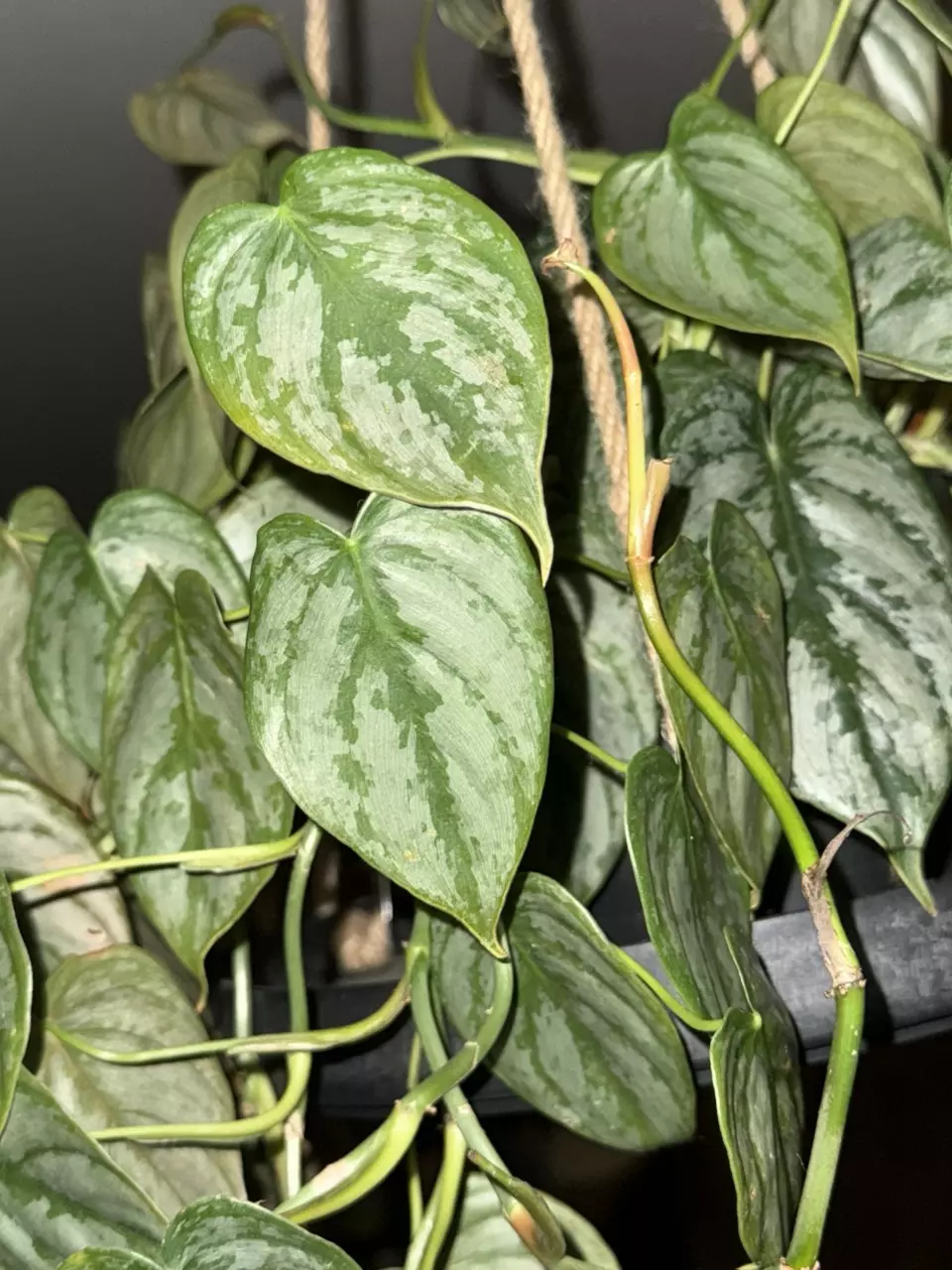 plant/Philodendron Brandianum 6” pot-0