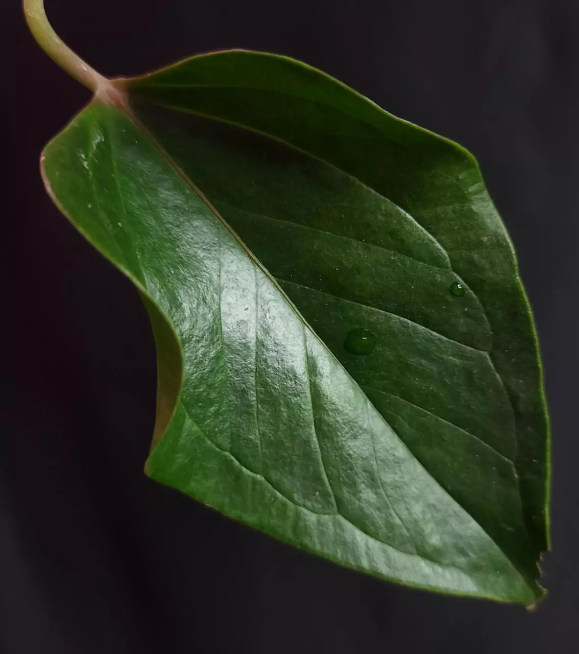 plant/Anthurium NoId-0