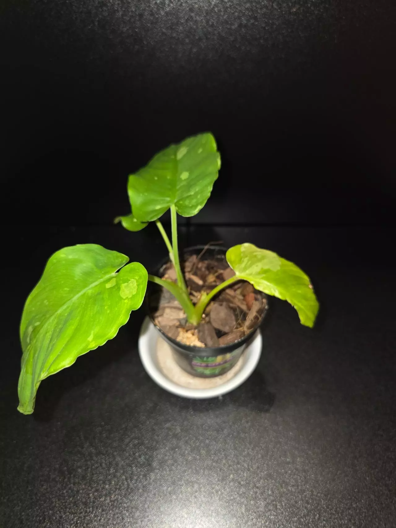 plant/Homalomena Java Variegated-1