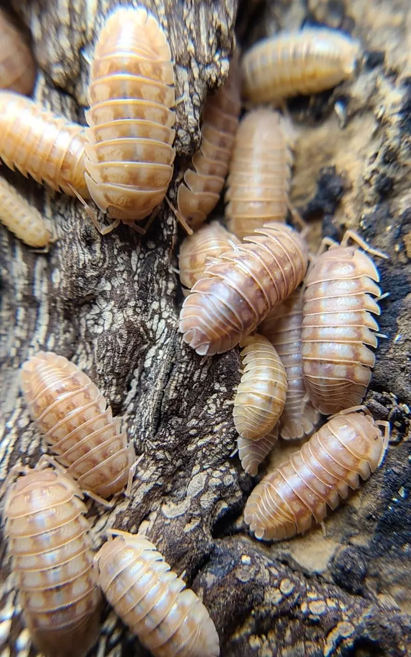 plant/Armadillidium nasatum "Peach" 12ct isopods-1