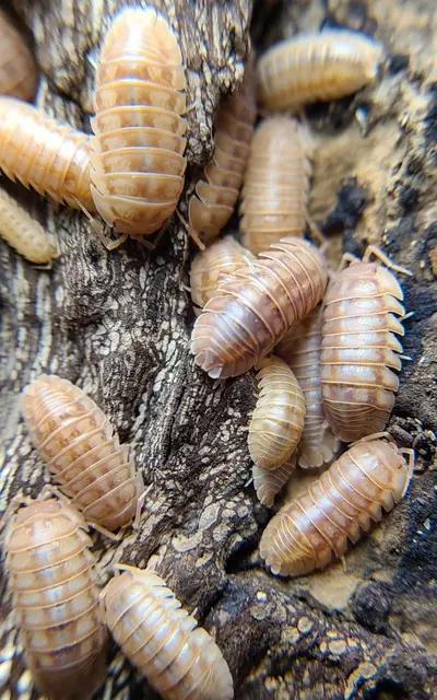 plant/Armadillidium nasatum "Peach" 12ct isopods-1-thumbnail