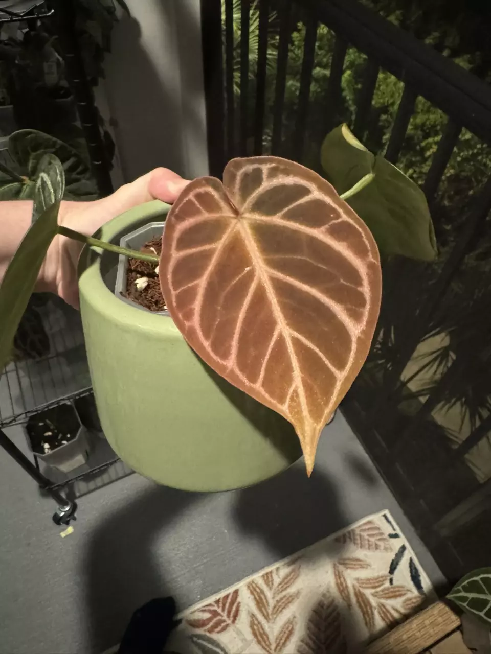 plant/KOS x Red Crystal-1