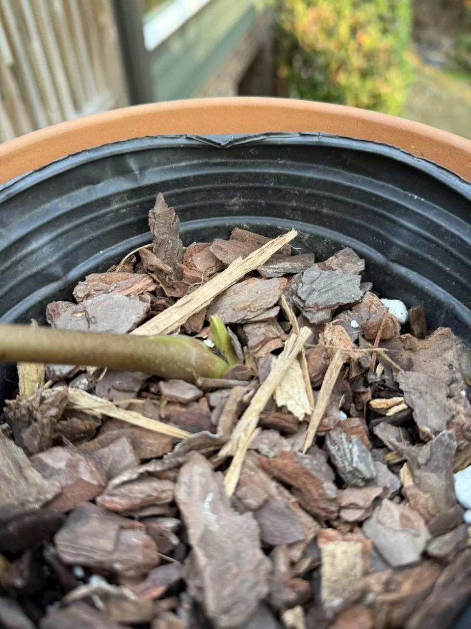 plant/anthurium regale, cosmetic damage, but with active growth point-4