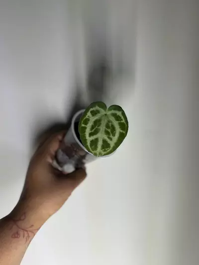 plant/Anthurium NOID-0-thumbnail