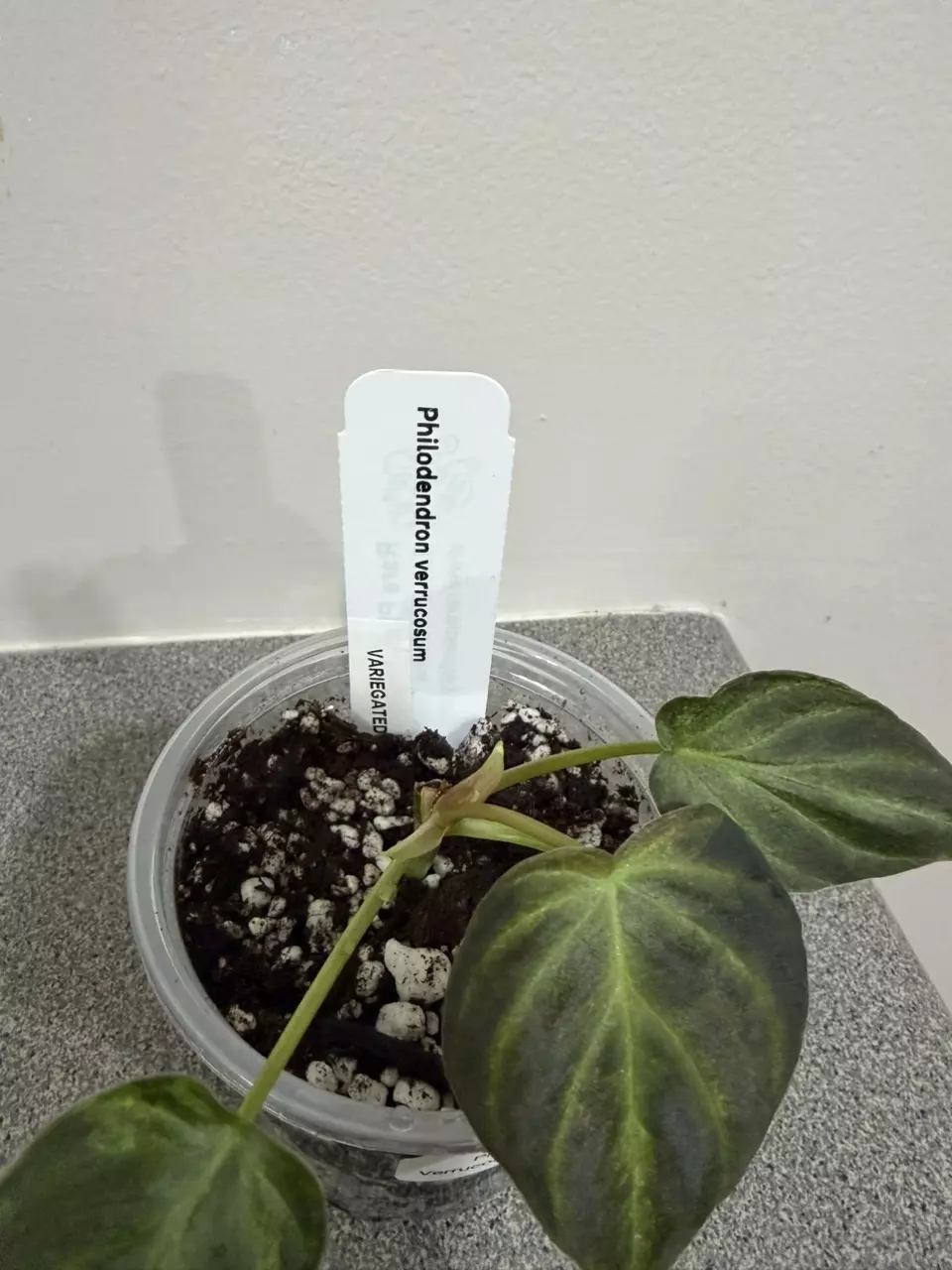 plant/Philodendron Verrucosum Variegated-1