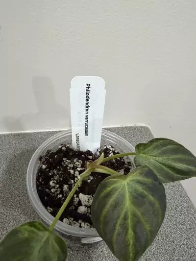 plant/Philodendron Verrucosum Variegated-1-thumbnail