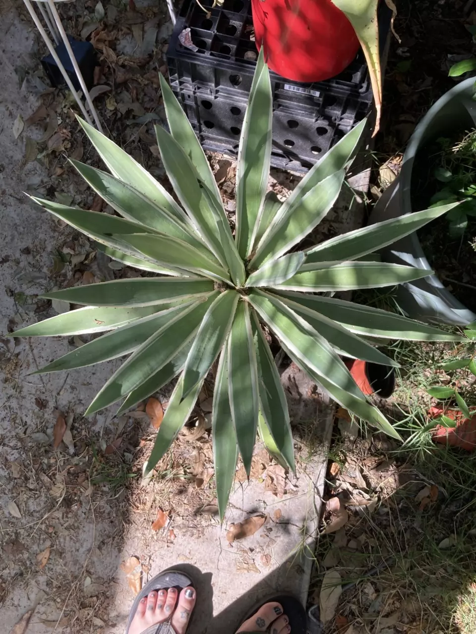 plant/Variegated Agave angustifolia-2