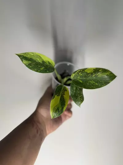 plant/Philodendron Nuclear Congo-2-thumbnail