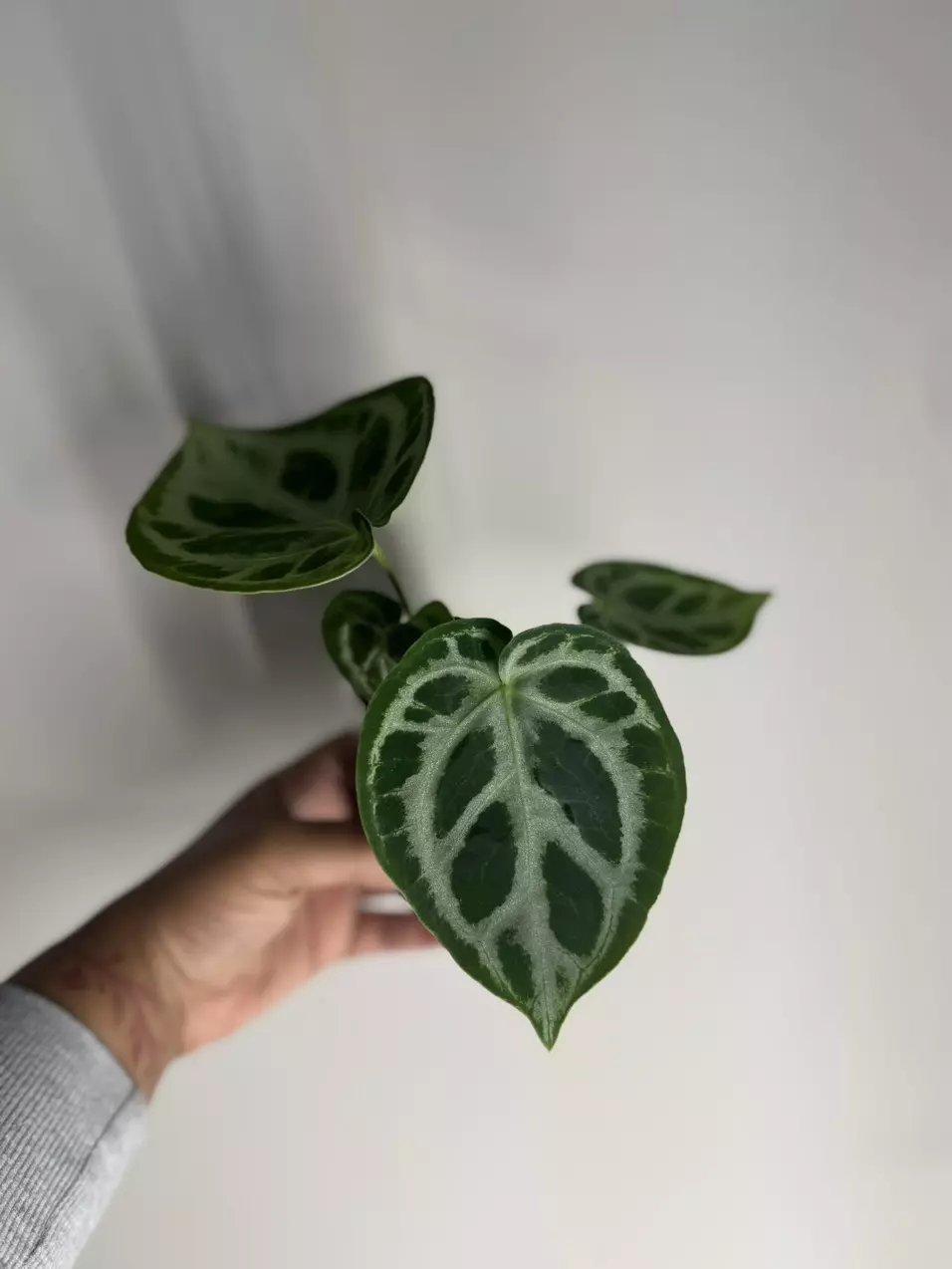 plant/Anthurium silver blush-5