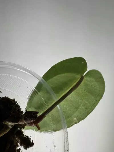 plant/Anthurium Carla X Bess aff-2-thumbnail