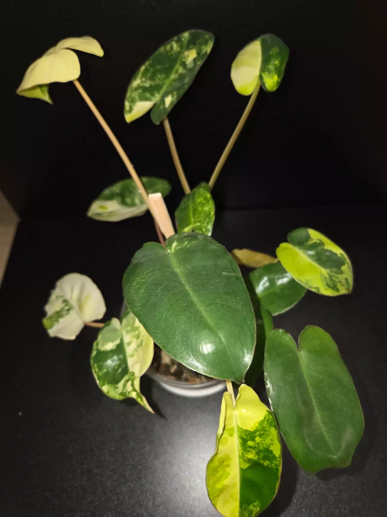 plant/Burle Marx Philodendron Variegated-3