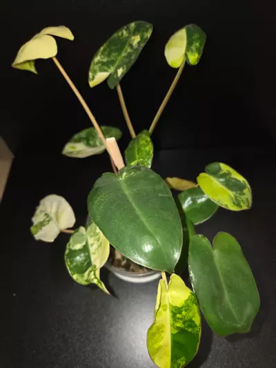 plant/Burle Marx Philodendron Variegated-3-thumbnail