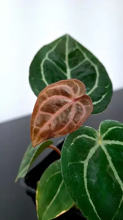 plant/A32 Black Widow x Michelle Anthurium BWM-2-thumbnail