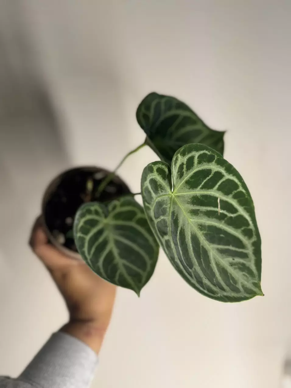 plant/Anthurium silver blush-1