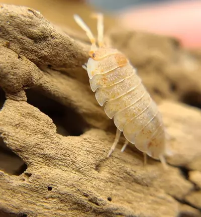 plant/Porcellio scaber "Orange Dalmation" 12ct isopods-3-thumbnail
