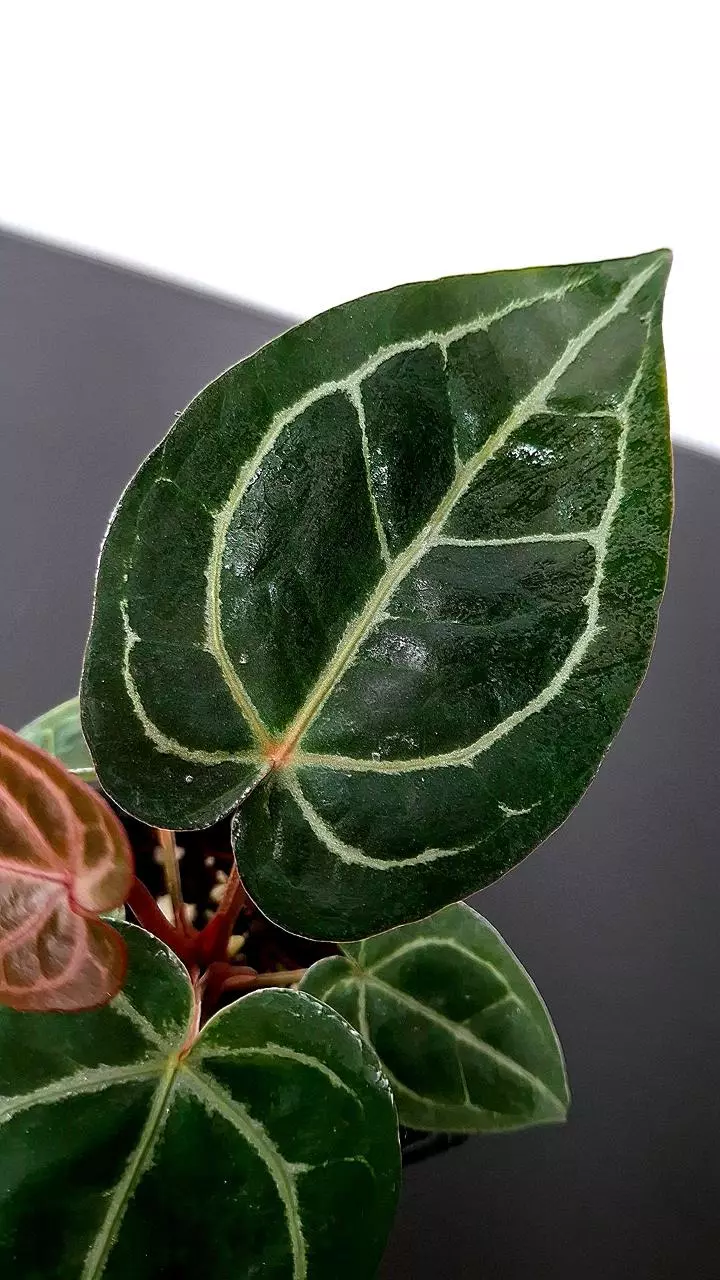 plant/A32 Black Widow x Michelle Anthurium BWM-1