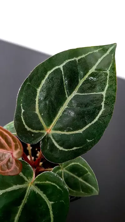 plant/A32 Black Widow x Michelle Anthurium BWM-1-thumbnail