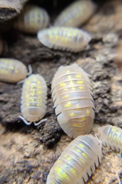 plant/Armadillidium granulatum T+ albino 12ct isopods-1-thumbnail
