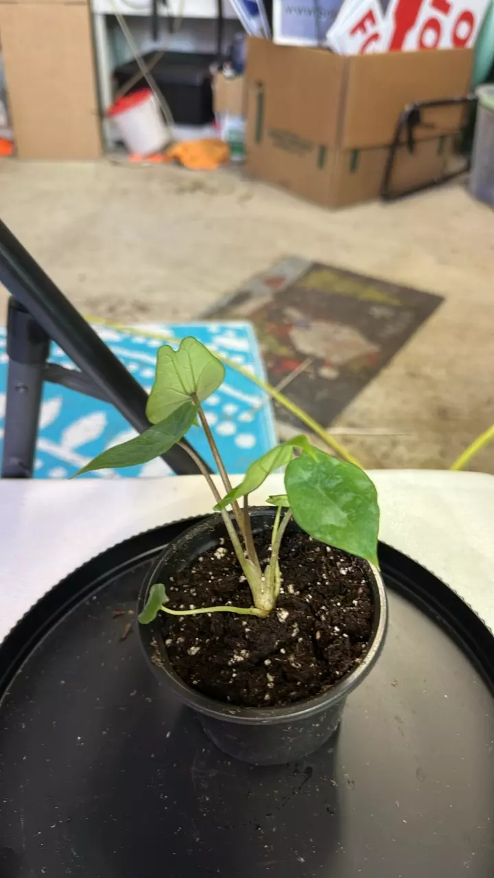 plant/Scalprum alocasia-0