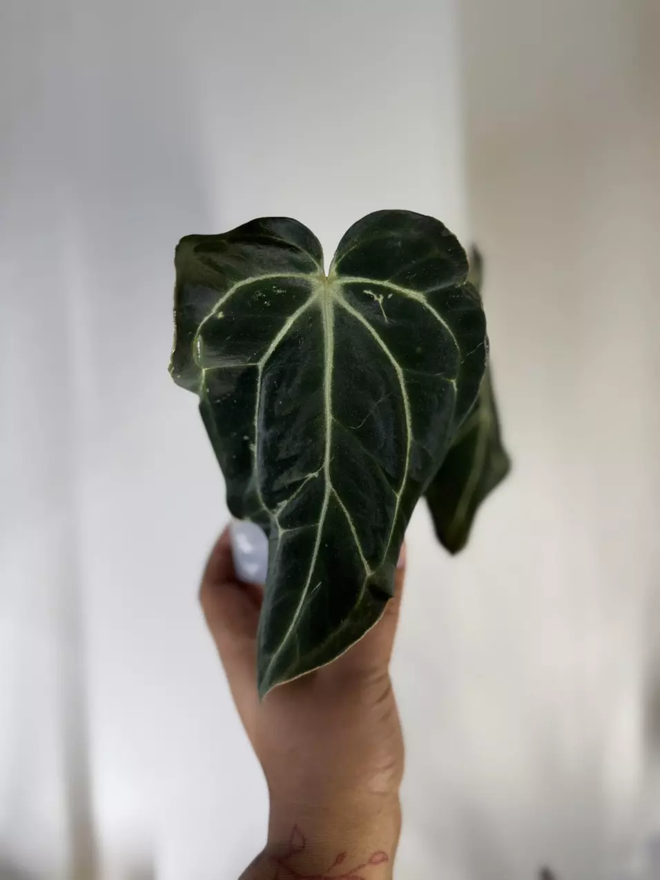 plant/Anthurium Carla X Bess aff-4