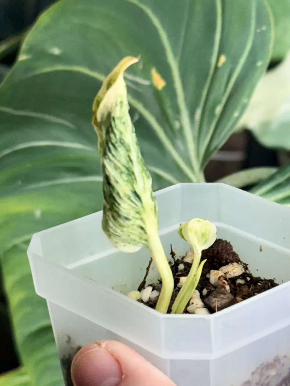 plant/🌿 Teruno “Lovesong” — Rooted & Ready 🌿-0