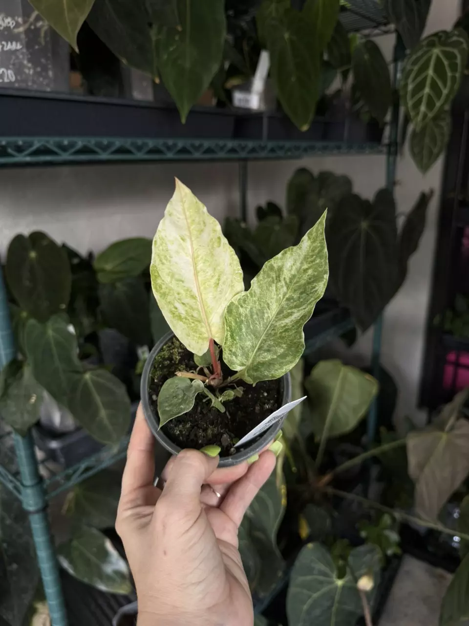 plant/Tezula anthurium white tiger-0