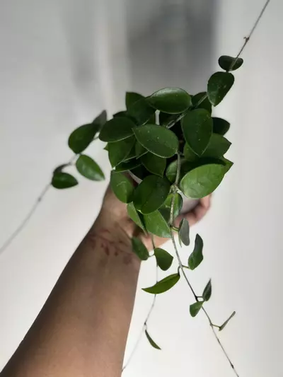 plant/Hoya chouke-3-thumbnail