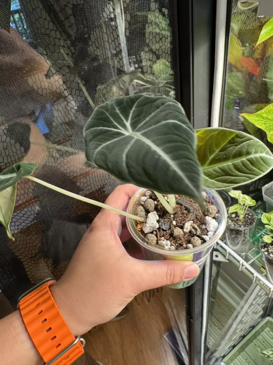 plant/Black Velvet Alocasia in Self-Watering Cup-1