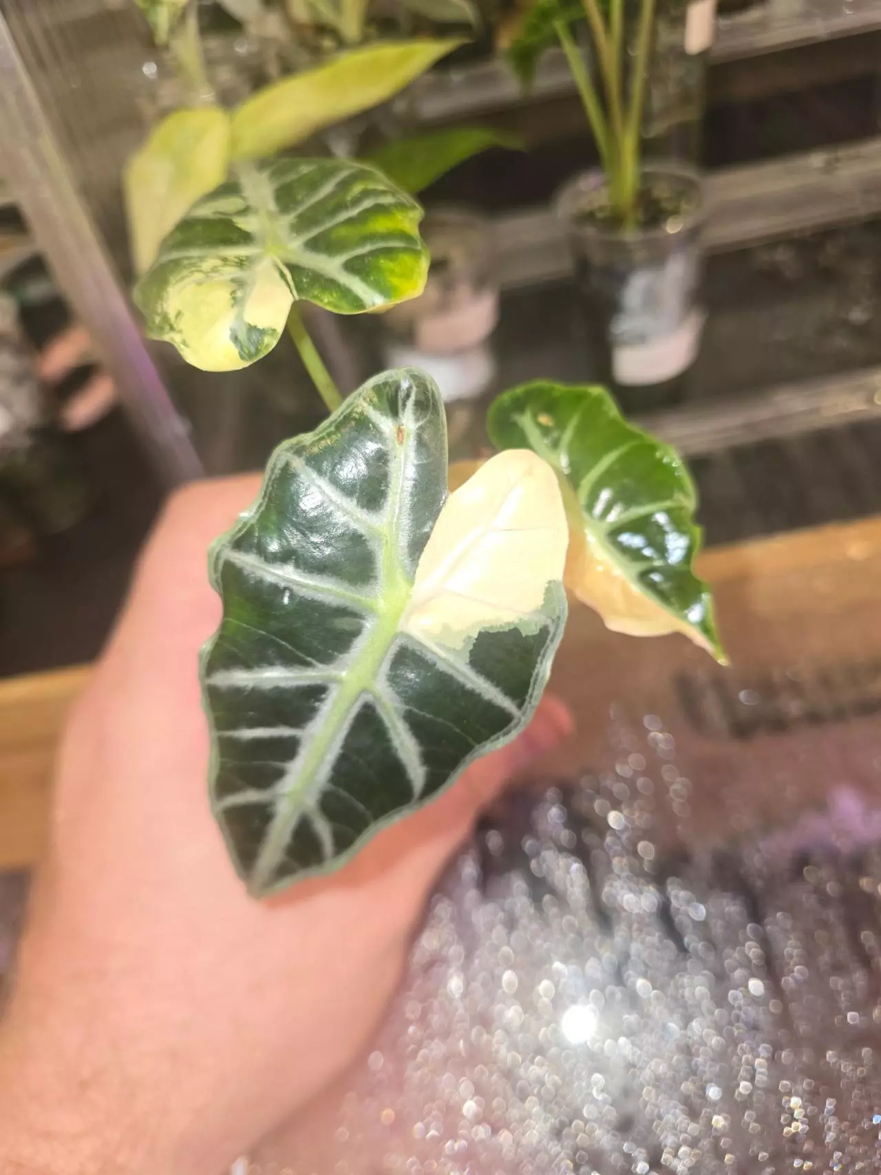 plant/Pink Mandalay Alocasia-1