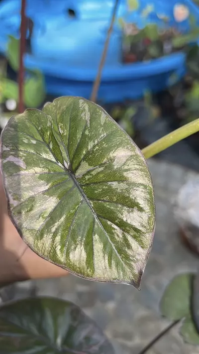 plant/Pink Variegated Alocasia Serendipity-0-thumbnail