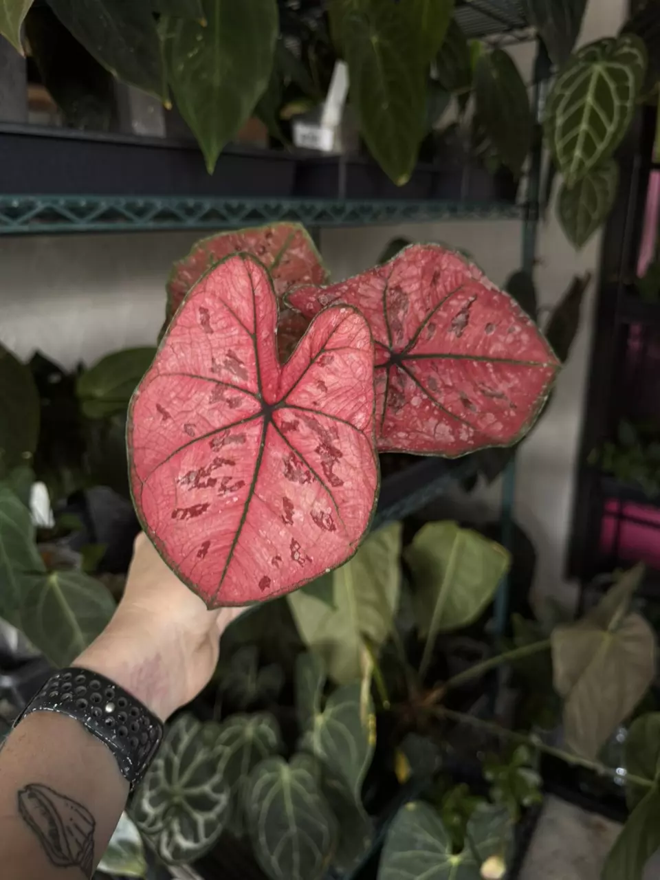 plant/Caladium “Heidi”-0