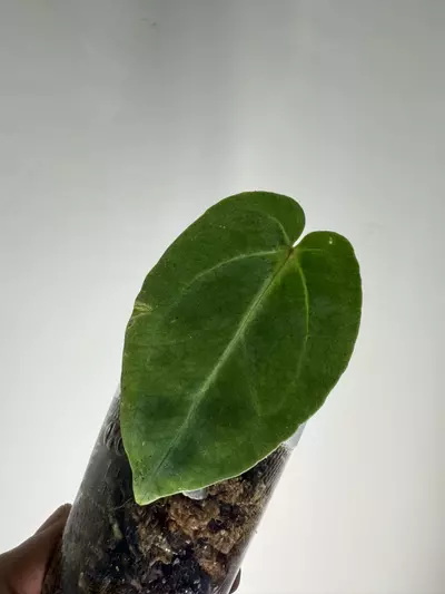 plant/Anthurium Carla X Bess aff-3-thumbnail