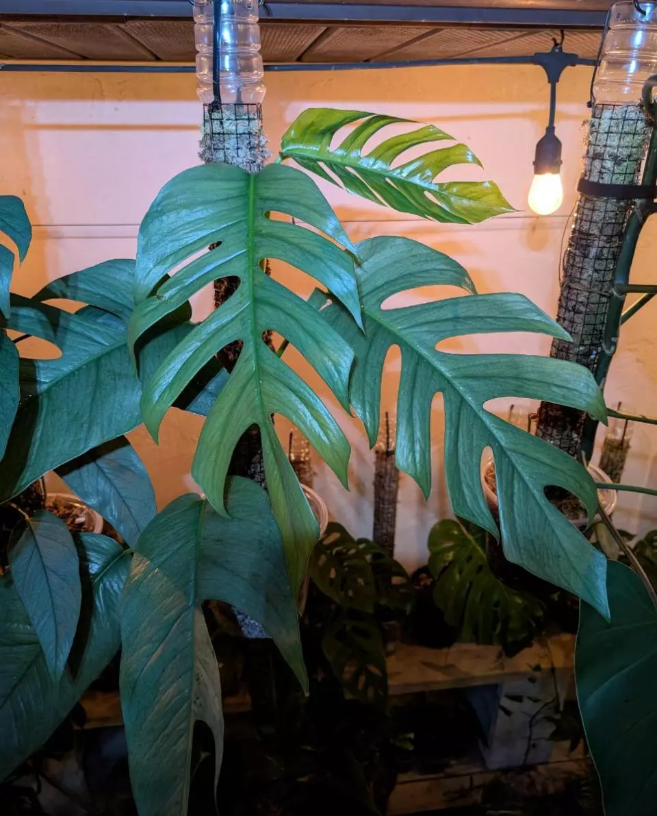 plant/Epi cebu blue-0