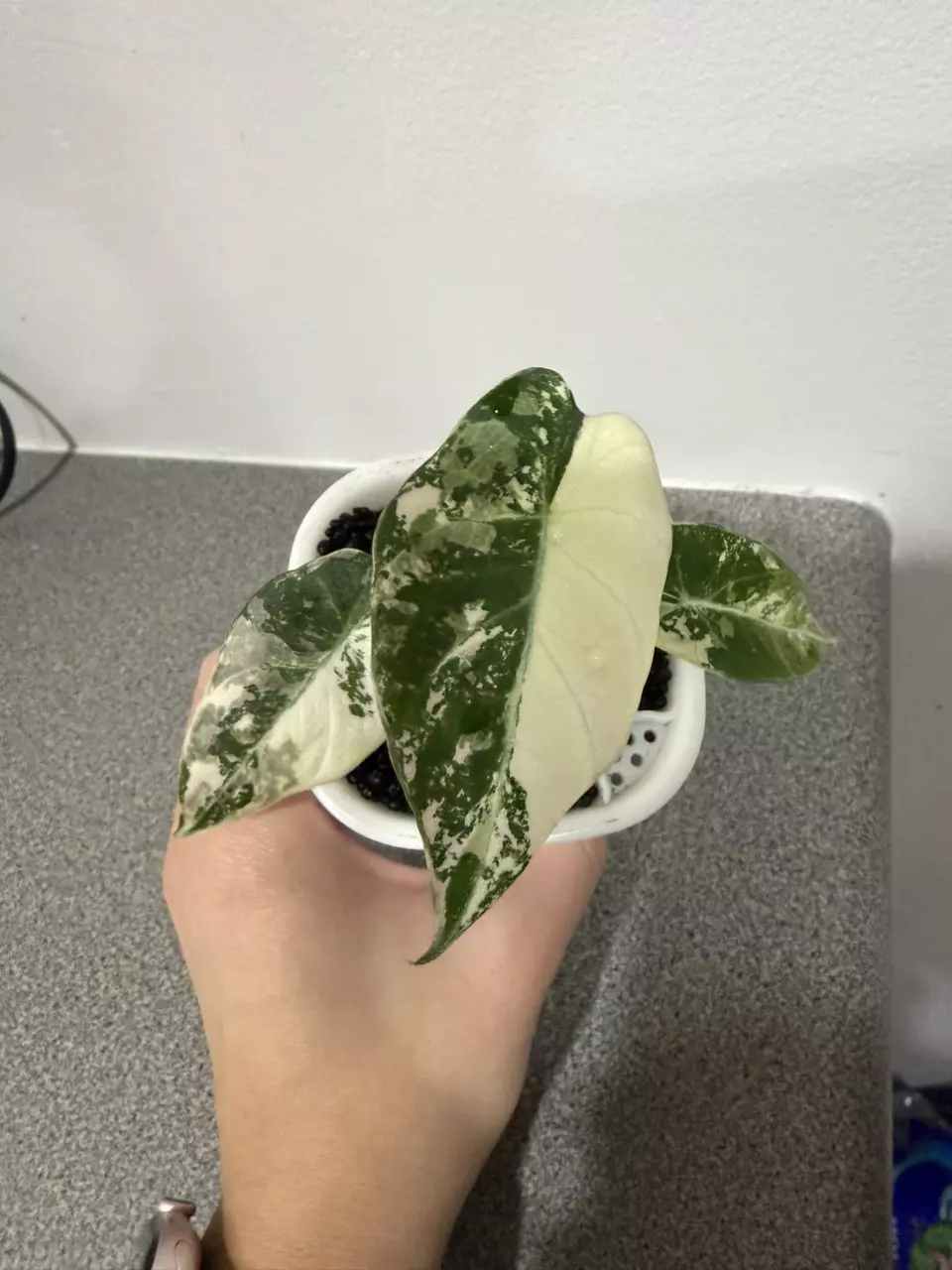 plant/Alocasia Black Velvet Pink-4