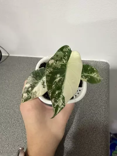 plant/Alocasia Black Velvet Pink-4-thumbnail