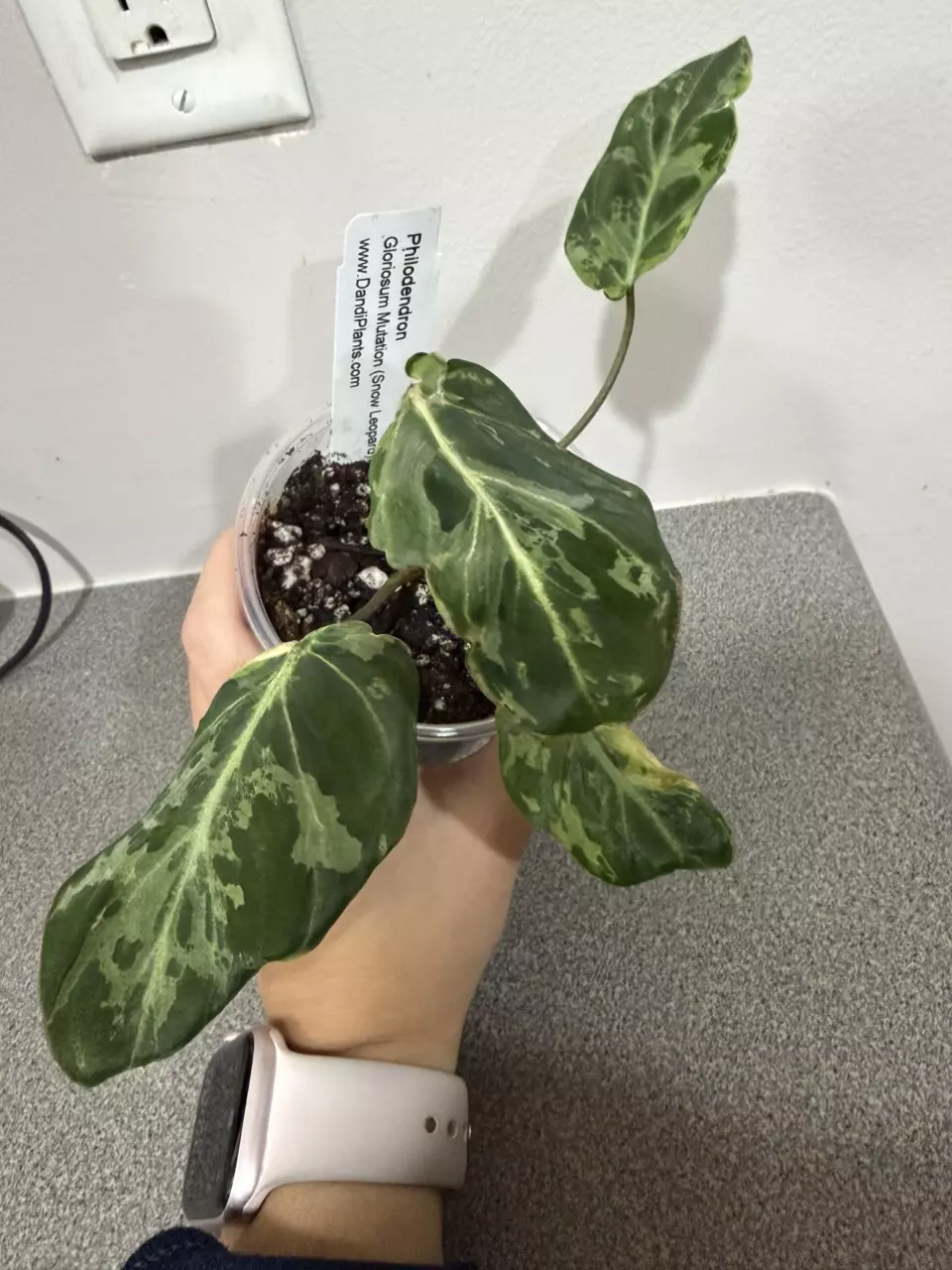 plant/Philodendron Gloriosum Mutation Snow Leopard-0