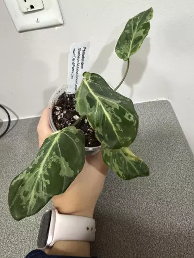 plant/Philodendron Gloriosum Mutation Snow Leopard-0-thumbnail