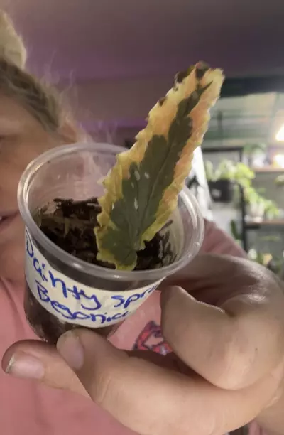 heat_pack/Dainty spray begonia-0-thumbnail